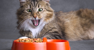 Кошачий корм Brit – высокое качество и сбалансированное питание