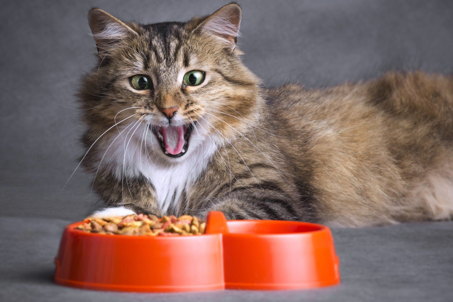 Кошачий корм Brit – высокое качество и сбалансированное питание