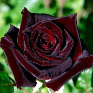 Черные розы – элегантные цветы в вашем саду