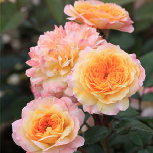 Саженцы розы биколор - прекрасный выбор для украшения сада