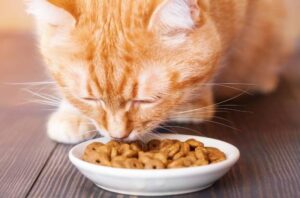 Рацион для стерилизованных котов: как выбрать подходящий корм