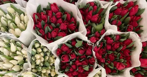 Святкові тюльпани стануть дуже дорогими: вплив морозів та відключень на&hellip;