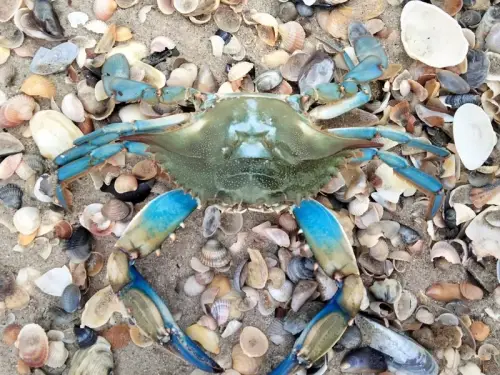 Вперше в Чорному морі: синій краб з атлантичного берега Америки. Зображення, відеоматеріали.