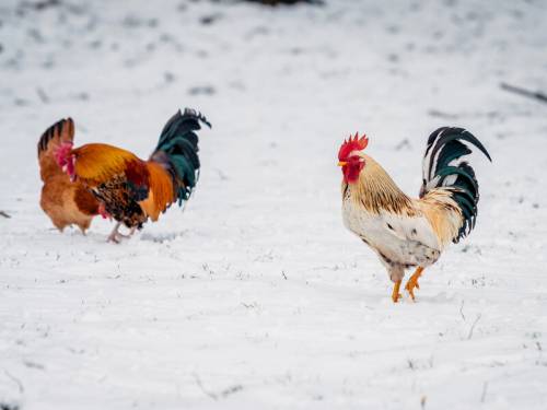 Ультраполярний наступ: прогноз про тривалість лютих холодів.