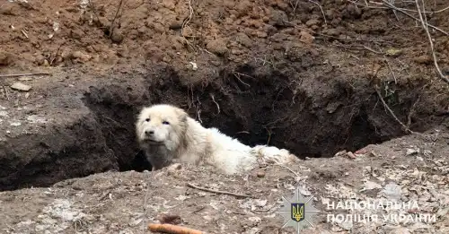 Алабая, покинутого господарями в Дружківці під вогнем, вивезли добровольці.