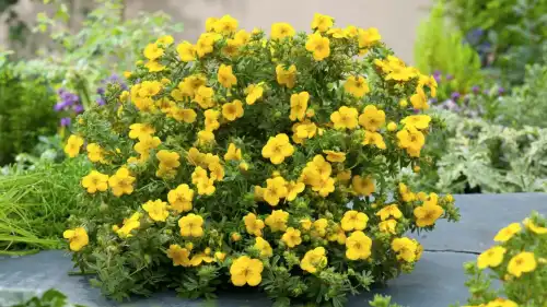 Звичайний злак: несподівана зброя проти серйозних інфекцій.