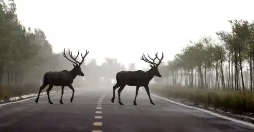 Київщина: смертельні шляхи для звірів — від оленя до борсука.