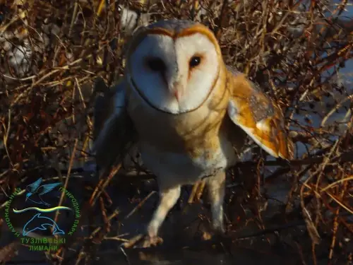 На Одещині випустили в дику природу рідкісну червонокнижну сову. Зображення.
