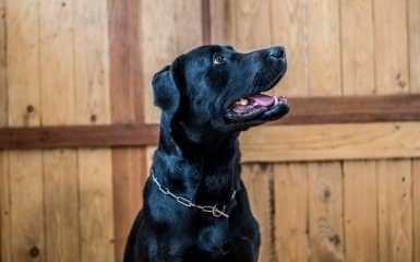 ChatGPT: Рак відступає: ШІ врятував улюбленця.