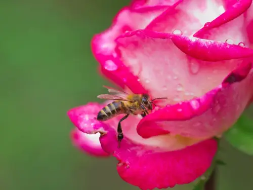 Опади у вигляді дощу та мокрого снігу, але з позитивною…