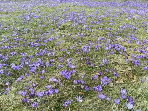 Весна бере гору. 8 березня в Україні очікується потепління до&hellip;