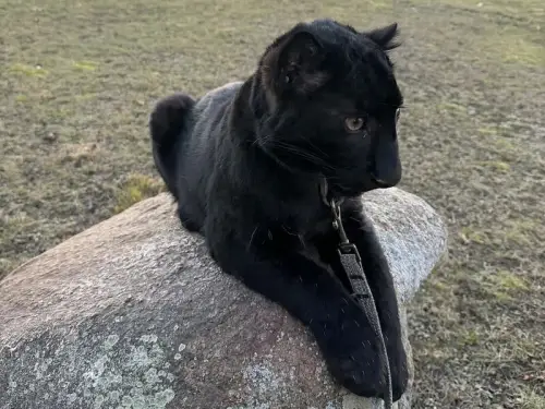 Під Києвом скоро покажуть унікальне маля амурського барса. Його особливість.