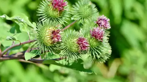 Будяки в чай: як наука трансформувала сміття на здоровий імбирний…