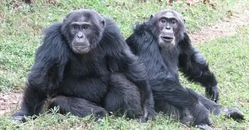 Війна шимпанзе: наслідки їхньої міжусобиці для людства.