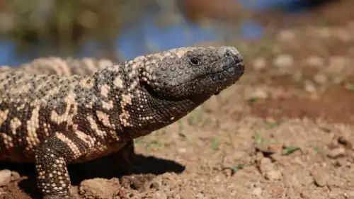Отрута ящірки – шлях до Оземпіку.