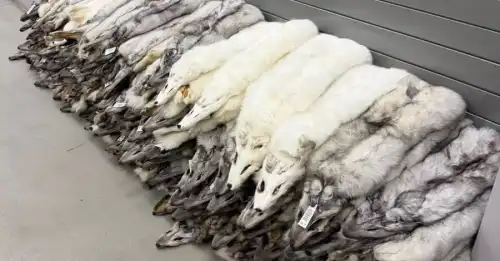 На польському кордоні в пасажирському автобусі виявили хутро песця вартістю…