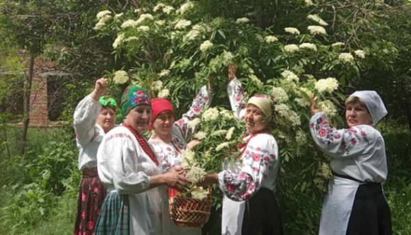 На городі бузина – на столі бузиновий напій
