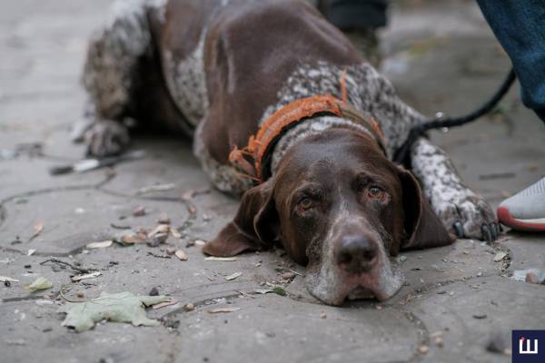 На Буковині знімають фільм про бойове братерство військового та його чотирилапого друга